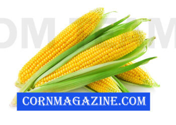 CornMagazine.com