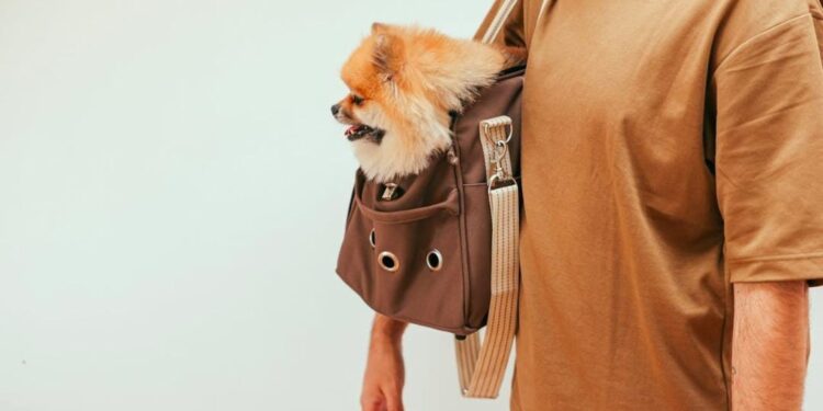 5 Signs Your Dog Needs a Grooming Session Now