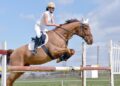 Understanding the Different Types of Show Jumping Jumps