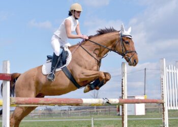 Understanding the Different Types of Show Jumping Jumps